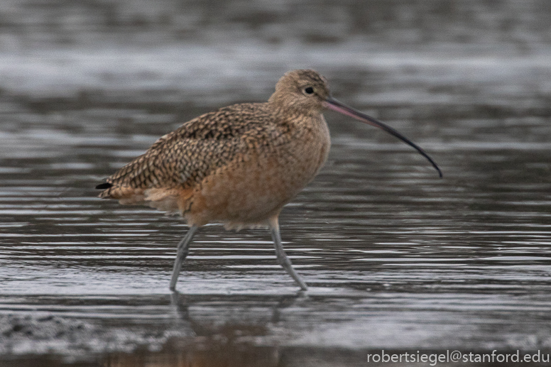 palo alto baylands